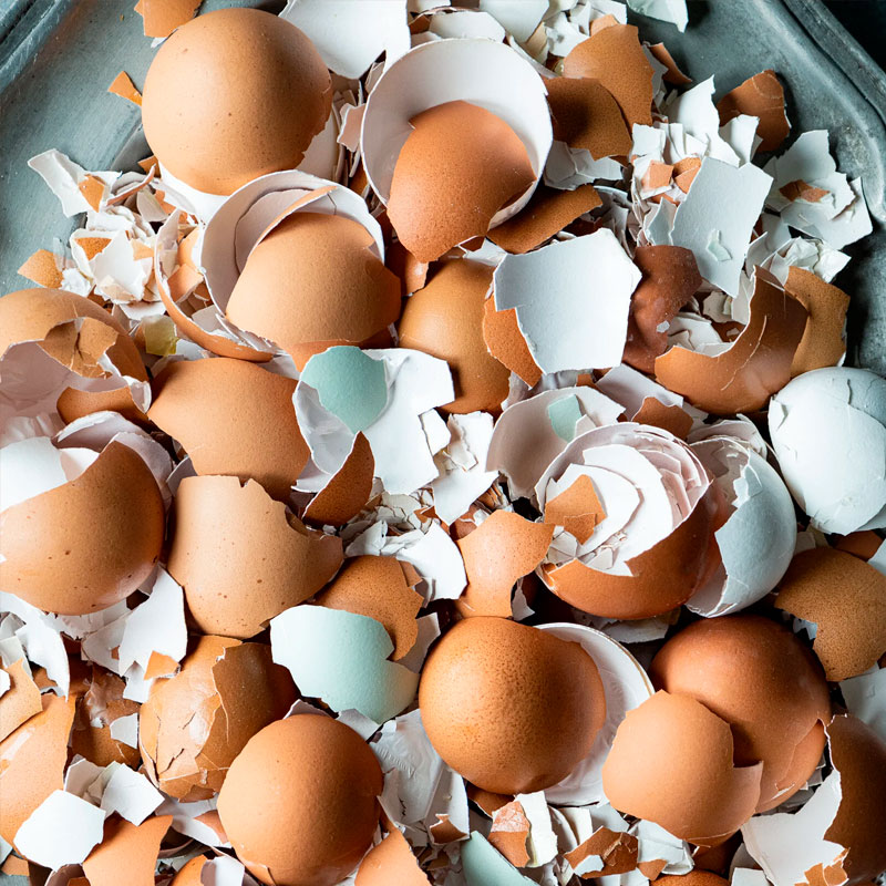 cascara de huevo