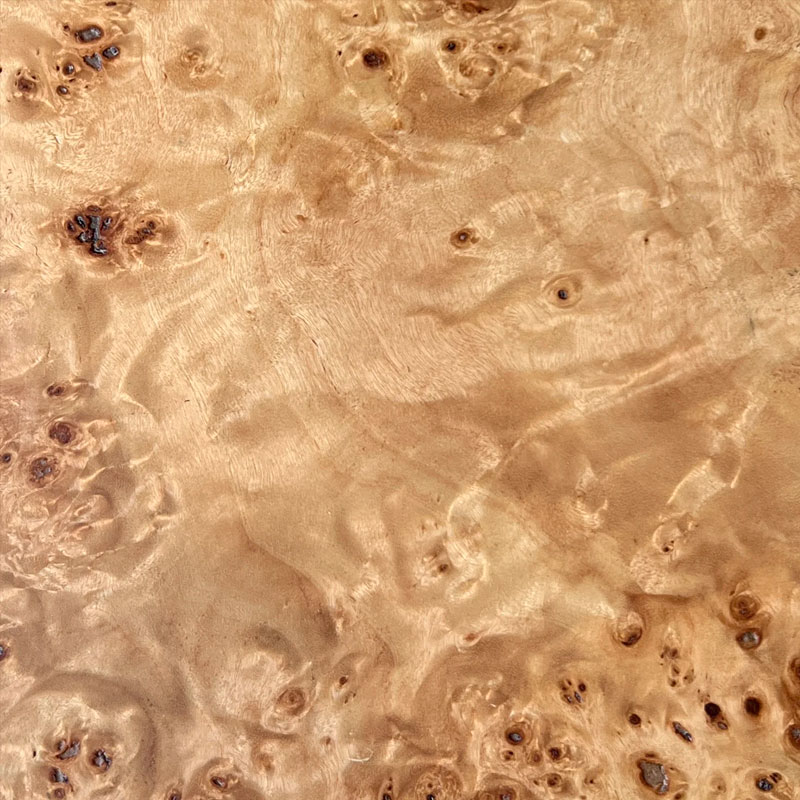 Chapa de raiz de piopo